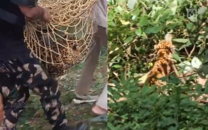 അമ്പൂരിയില്‍ മയക്കുവെടി വച്ച് പിടികൂടിയ പുലി ചത്തു