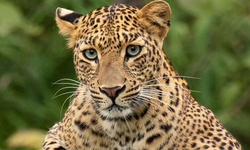 വയനാട് പച്ചിലക്കാട് കടുവ സാന്നിദ്ധ്യം, ജാഗ്രതാ നിര്‍ദേശം