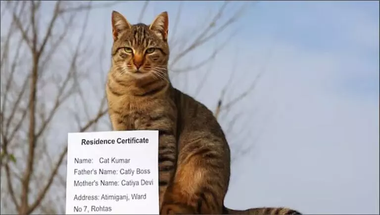 പേര് ക്യാറ്റ് കുമാര്‍, അച്ഛന്‍ കാറ്റി ബോസ്, അമ്മ കാറ്റിയ ദേവി; താമസ സര്‍ട്ടിഫിക്കറ്റിന് അപേക്ഷ നല്‍കി പൂച്ച