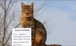 പേര് ക്യാറ്റ് കുമാര്‍, അച്ഛന്‍ കാറ്റി ബോസ്, അമ്മ കാറ്റിയ ദേവി; താമസ സര്‍ട്ടിഫിക്കറ്റിന് അപേക്ഷ നല്‍കി പൂച്ച