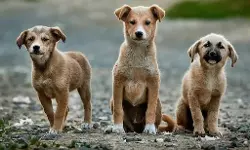 പൊതുസ്ഥലങ്ങളില്‍ നിന്ന് തെരുവുനായ്ക്കളെ നീക്കാനുള്ള കോടതി നിര്‍ദേശം നടപ്പിലാക്കാനൊരുങ്ങി ഗ്രേറ്റര്‍ ബെംഗളൂരു അതോറിറ്റി