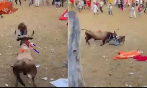 കാളപ്പോരില് ആവേശം; യുവാവ് കാളയുടെ കുത്തേറ്റ് മരിച്ചു (വീഡിയോ) കാളപ്പോരില് ആവേശം; യുവാവ് കാളയുടെ കുത്തേറ്റ് മരിച്ചു (വീഡിയോ)