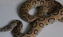 അങ്കണവാടിയില്‍ കുട്ടിയുടെ ദേഹത്ത് അണലി വീണു; സംഭവം കൊച്ചിയില്‍