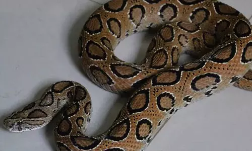 അങ്കണവാടിയില്‍ കുട്ടിയുടെ ദേഹത്ത് അണലി വീണു; സംഭവം കൊച്ചിയില്‍