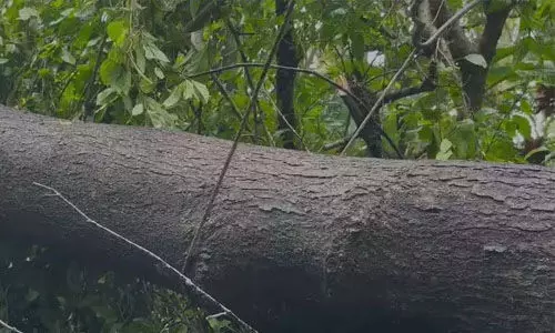 വൈദ്യുതി ലൈനില് നിന്ന് ഷോക്കേറ്റ് വീട്ടമ്മ മരിച്ചു വൈദ്യുതി ലൈനില് നിന്ന് ഷോക്കേറ്റ് വീട്ടമ്മ മരിച്ചു