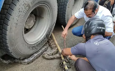 ലോറിയുടെ ടയറില്‍ കുരുങ്ങിയ മലമ്പാമ്പിനെ രക്ഷപ്പെടുത്തി