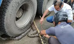 ലോറിയുടെ ടയറില്‍ കുരുങ്ങിയ മലമ്പാമ്പിനെ രക്ഷപ്പെടുത്തി
