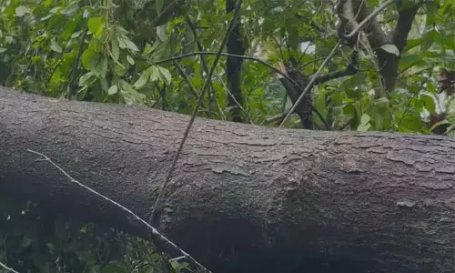 വൈദ്യുതി ലൈനില് നിന്ന് ഷോക്കേറ്റ് വീട്ടമ്മ മരിച്ചു വൈദ്യുതി ലൈനില് നിന്ന് ഷോക്കേറ്റ് വീട്ടമ്മ മരിച്ചു