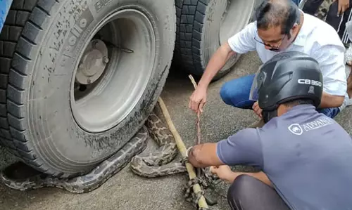 ലോറിയുടെ ടയറില്‍ കുരുങ്ങിയ മലമ്പാമ്പിനെ രക്ഷപ്പെടുത്തി