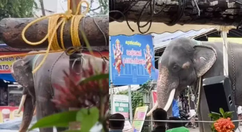 ആനയൂട്ടിനെത്തിച്ച ആന ഇടഞ്ഞു; ചിതറിയോടി ജനങ്ങൾ, പാപ്പാൻ്റെ തോളെല്ലിന് ഗുരുതര പരിക്ക്