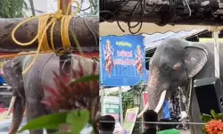 ആനയൂട്ടിനെത്തിച്ച ആന ഇടഞ്ഞു; ചിതറിയോടി ജനങ്ങൾ, പാപ്പാൻ്റെ തോളെല്ലിന് ഗുരുതര പരിക്ക്