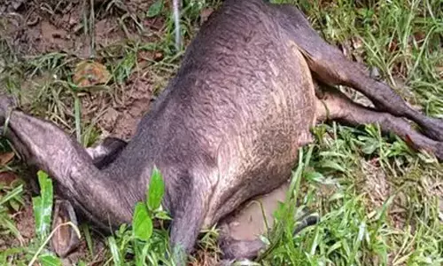 മേയാന്‍വിട്ട പോത്തിനെ പുലി കടിച്ചുകൊന്നു