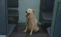 സീറ്റിൽ നായയെ കെട്ടിയിട്ടു, ട്രൈയിൻ വൈകിയത് ഒരുമണിക്കൂർ