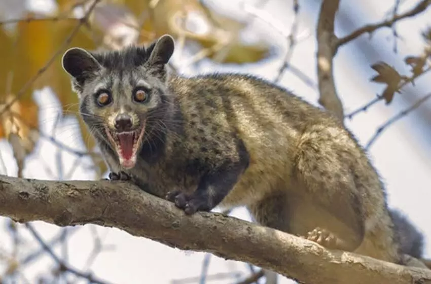 കോഴിക്കോട് കലക്ടേററ്റിലെ വാട്ടര്‍ ടാങ്കില്‍ മരപ്പട്ടി ചത്ത നിലയില്‍; ദിവസങ്ങളോളം കുടിച്ചത് ഈ വെള്ളം