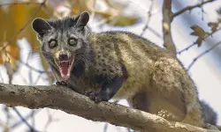 കോഴിക്കോട് കലക്ടേററ്റിലെ വാട്ടര് ടാങ്കില് മരപ്പട്ടി ചത്ത നിലയില്; ദിവസങ്ങളോളം കുടിച്ചത് ഈ വെള്ളം കോഴിക്കോട് കലക്ടേററ്റിലെ വാട്ടര് ടാങ്കില് മരപ്പട്ടി ചത്ത നിലയില്; ദിവസങ്ങളോളം കുടിച്ചത് ഈ വെള്ളം