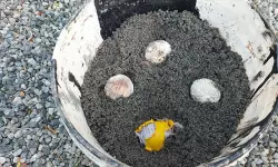 ആര്‍എസ്എസ് നിയന്ത്രണത്തിലുള്ള സ്‌കൂള്‍ പരിസരത്ത് പന്നിപ്പടക്കം പൊട്ടിത്തെറിച്ചു; പരിശോധനയില്‍ കൂടുതല്‍ പന്നിപ്പടക്കങ്ങള്‍ കണ്ടെത്തി