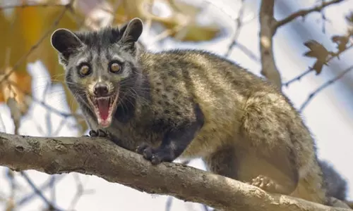 കോഴിക്കോട് കലക്ടേററ്റിലെ വാട്ടര്‍ ടാങ്കില്‍ മരപ്പട്ടി ചത്ത നിലയില്‍; ദിവസങ്ങളോളം കുടിച്ചത് ഈ വെള്ളം
