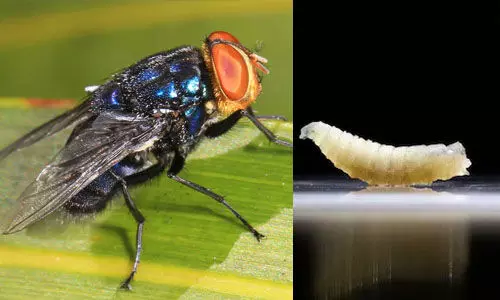 മനുഷ്യ മാംസം കഴിക്കുന്ന പരാദം യുഎസിലും; ആദ്യ സ്‌ക്രൂവേം കേസ് സ്ഥിരീകരിച്ചു