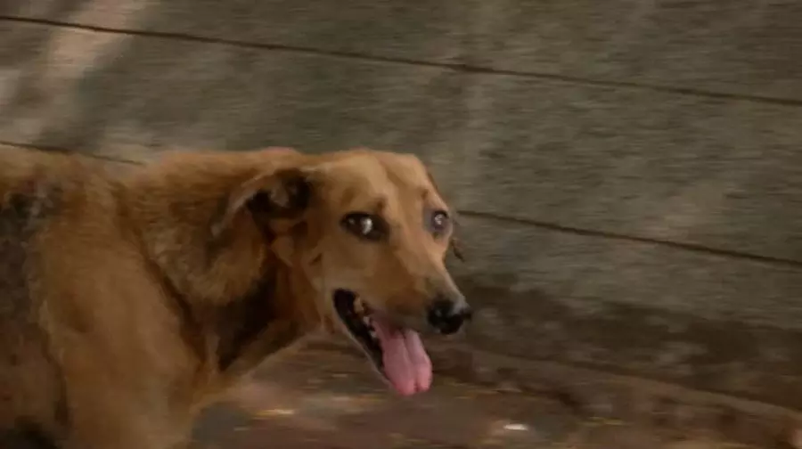 വടക്കഞ്ചേരിയില്‍ വീട്ടമ്മയെ കടിച്ച തെരുവുനായക്ക് പേവിഷബാധ