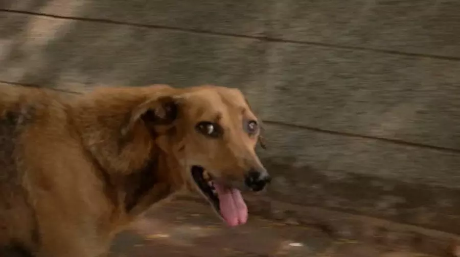 വടക്കഞ്ചേരിയില്‍ വീട്ടമ്മയെ കടിച്ച തെരുവുനായക്ക് പേവിഷബാധ