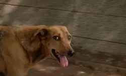 കോട്ടയം നാഗമ്പടത്ത് 11 പേരെ കടിച്ച തെരുവുനായക്ക് പേവിഷ ബാധയെന്ന് സ്ഥിരീകരണം