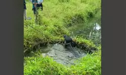 കിണറ്റില്‍ വീണ പോത്തിനെ രക്ഷിച്ചു