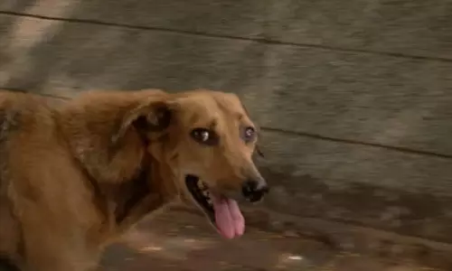 കോട്ടയം നാഗമ്പടത്ത് 11 പേരെ കടിച്ച തെരുവുനായക്ക് പേവിഷ ബാധയെന്ന് സ്ഥിരീകരണം