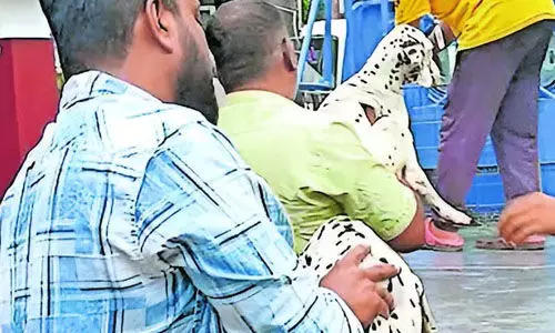 മകനെയും 26 നായ്ക്കളെയും ഉപേക്ഷിച്ച് യുവാവ് മകനെയും 26 നായ്ക്കളെയും ഉപേക്ഷിച്ച് യുവാവ്