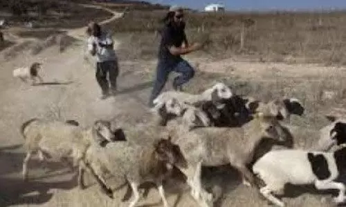 റാമല്ലയില്‍ 300 ആടുകളെ മോഷ്ടിച്ച് ജൂത കുടിയേറ്റക്കാര്‍