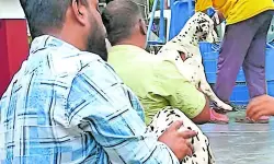 മകനെയും 26 നായ്ക്കളെയും ഉപേക്ഷിച്ച് യുവാവ്