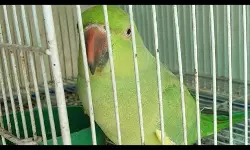 കെണിവച്ച് മോതിര തത്തയെ പിടികൂടി, കൂട്ടിലടച്ച് വളര്‍ത്തി; വീട്ടുടമയ്‌ക്കെതിരെ കേസ്