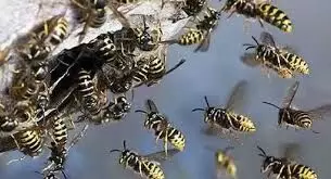 തെന്മലയില് വിനോദ സഞ്ചാരത്തിനെത്തിയ സ്കൂള് വിദ്യാര്ഥികള്ക്ക് നേരെ കടന്നല് ആക്രമണം തെന്മലയില് വിനോദ സഞ്ചാരത്തിനെത്തിയ സ്കൂള് വിദ്യാര്ഥികള്ക്ക് നേരെ കടന്നല് ആക്രമണം