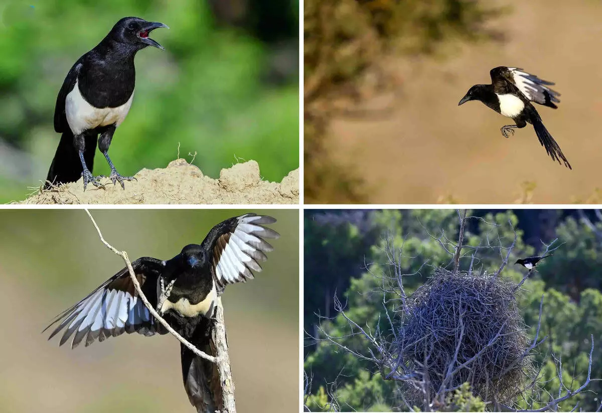 ഭൂമിയിലെ ഏറ്റവും അപൂര്വ പക്ഷിയായ അസിര് മാഗ്പൈ വംശനാശഭീഷണി നേരിടുന്ന ജീവികളുടെ പട്ടികയില് ഭൂമിയിലെ ഏറ്റവും അപൂര്വ പക്ഷിയായ അസിര് മാഗ്പൈ വംശനാശഭീഷണി നേരിടുന്ന ജീവികളുടെ പട്ടികയില്