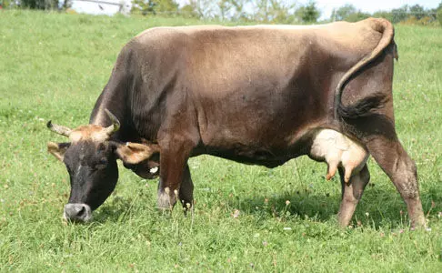 പാടത്ത് പശുകയറിയത് ചോദ്യം ചെയ്തു; ആര്‍എസ്എസ് നേതാവിന്റെ മകനെ അടിച്ചുകൊന്നു