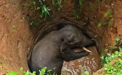കാട്ടാന കിണറ്റില്‍ വീണു; കയറ്റി വിടില്ലെന്ന് നാട്ടുകാര്‍, വന്യജീവി ശല്യത്തിന് പരിഹാരമുണ്ടാക്കണം