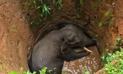 കാട്ടാന കിണറ്റില്‍ വീണു; കയറ്റി വിടില്ലെന്ന് നാട്ടുകാര്‍, വന്യജീവി ശല്യത്തിന് പരിഹാരമുണ്ടാക്കണം