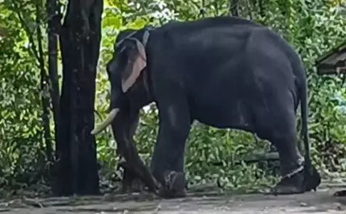 ആനയുടെ കുത്തേറ്റ പാപ്പാന് മരിച്ചു, രണ്ടാം പാപ്പാന്റെ നില ഗുരുതരം ആനയുടെ കുത്തേറ്റ പാപ്പാന് മരിച്ചു, രണ്ടാം പാപ്പാന്റെ നില ഗുരുതരം