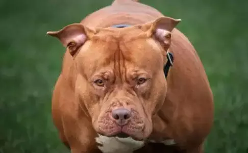 പിറ്റ്ബുള് ആക്രമണത്തില് 55 കാരന് ദാരുണാന്ത്യം പിറ്റ്ബുള് ആക്രമണത്തില് 55 കാരന് ദാരുണാന്ത്യം