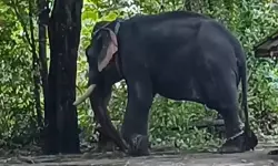 ആനയുടെ കുത്തേറ്റ പാപ്പാന്‍ മരിച്ചു, രണ്ടാം പാപ്പാന്റെ നില ഗുരുതരം