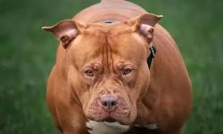 പിറ്റ്ബുള്‍ ആക്രമണത്തില്‍ 55 കാരന് ദാരുണാന്ത്യം