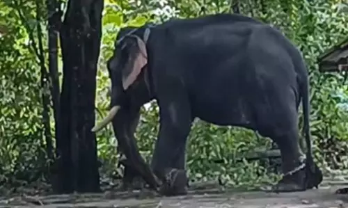 ആനയുടെ കുത്തേറ്റ പാപ്പാന് മരിച്ചു, രണ്ടാം പാപ്പാന്റെ നില ഗുരുതരം ആനയുടെ കുത്തേറ്റ പാപ്പാന് മരിച്ചു, രണ്ടാം പാപ്പാന്റെ നില ഗുരുതരം