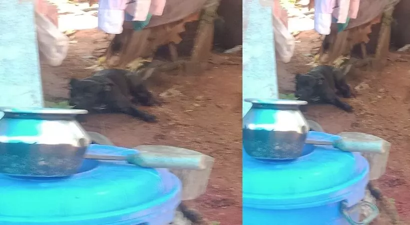 ആക്രമിക്കാനെത്തിയ പിറ്റ്ബുള്ളിന്റെ കാല്‍ വെട്ടിയ യുവാവിനെതിരേ കേസ്