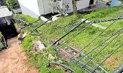 കാന്തല്ലൂരിൽ കാട്ടാന ശല്യം; റിസോർട്ടിൽ കയറി ആന വാഴക്കൃഷി നശിപ്പിച്ചു