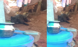 ആക്രമിക്കാനെത്തിയ പിറ്റ്ബുള്ളിന്റെ കാല്‍ വെട്ടിയ യുവാവിനെതിരേ കേസ്