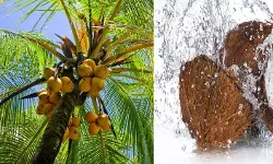 കേര കർഷകരും , കേര ഉൽപ്പന്നങ്ങൾ നിർമ്മിക്കുന്ന കച്ചവടക്കാരും ഏറെ പ്രതിസന്ധിയിൽ