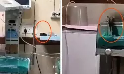 സര്ക്കാര് ആശുപത്രിയില് സുരക്ഷാ വീഴ്ച; ഐസിയുവില് എലിയുടെ കടിയേറ്റ് കുഞ്ഞ് മരിച്ചു സര്ക്കാര് ആശുപത്രിയില് സുരക്ഷാ വീഴ്ച; ഐസിയുവില് എലിയുടെ കടിയേറ്റ് കുഞ്ഞ് മരിച്ചു