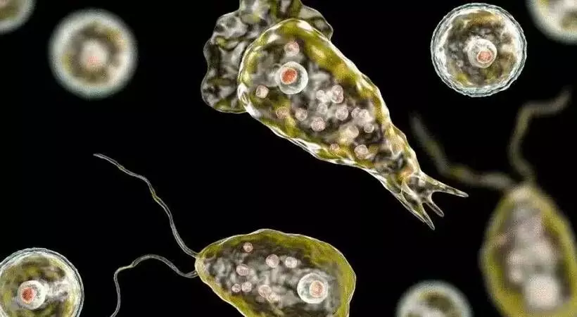 അമീബിക് മസ്തിഷ്കജ്വരം; വിശദമായ പഠനം നടത്തണമെന്ന് ആരോഗ്യ വിദഗ്ധര് അമീബിക് മസ്തിഷ്കജ്വരം; വിശദമായ പഠനം നടത്തണമെന്ന് ആരോഗ്യ വിദഗ്ധര്