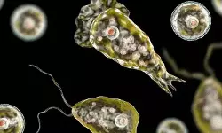 സംസ്ഥാനത്ത് വീണ്ടും അമീബിക് മസ്തിഷ്‌കജ്വരം; 10 വയസ്സുകാരന്‍ ചികിത്സയില്‍