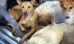 വളര്‍ത്തുമൃഗങ്ങള്‍ക്ക് ആവശ്യക്കാര്‍ കൂടി; കള്ളകടത്ത് വര്‍ധിച്ചതായി റിപോര്‍ട്ട്