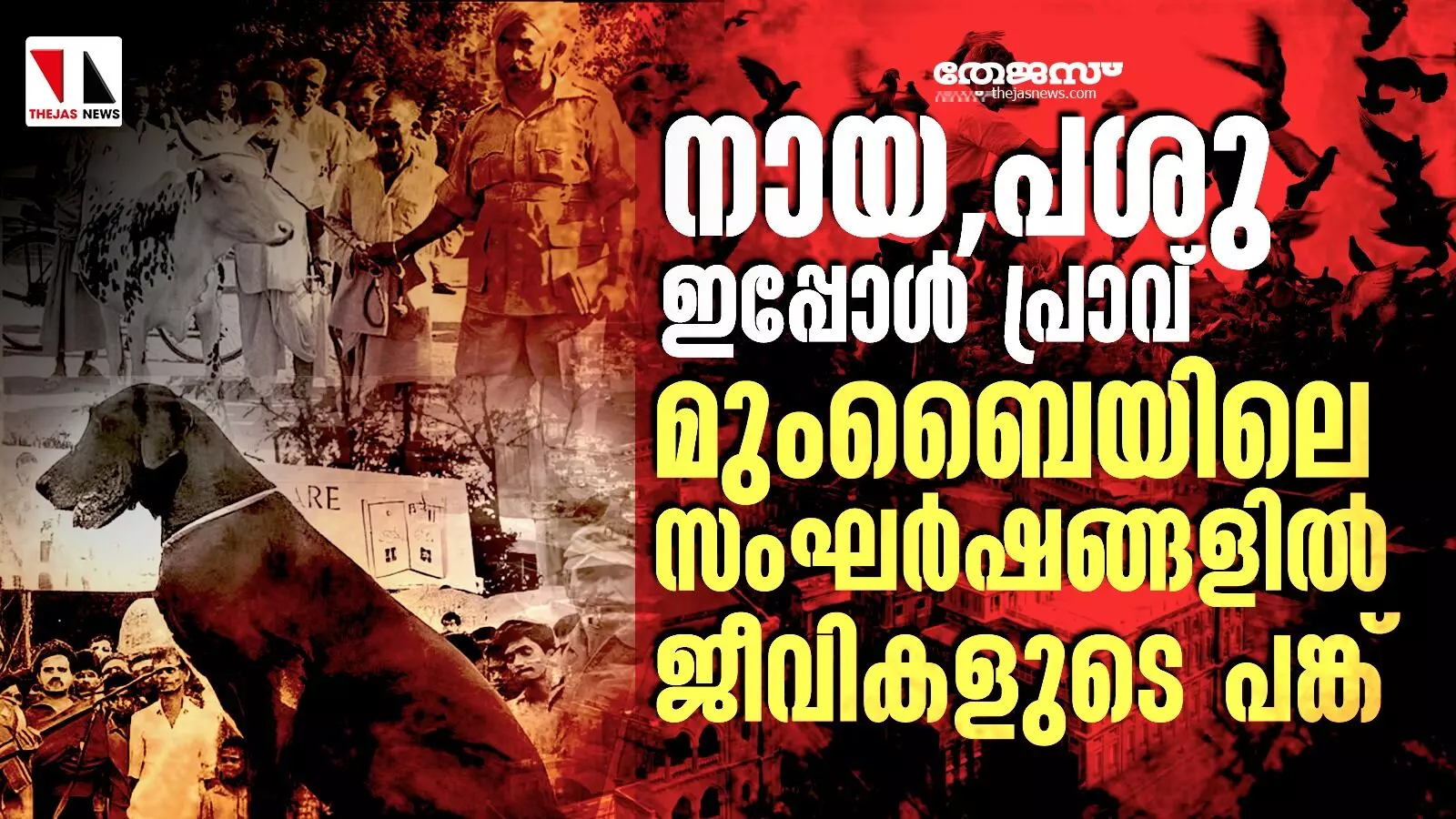 നായ,പശു ഇപ്പോള്‍ പ്രാവ്, മുംബൈയിലെ സംഘര്‍ഷങ്ങളില്‍ ജീവികളുടെ പങ്ക്‌